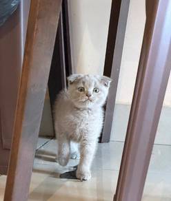 scottish fold lilac female kitten