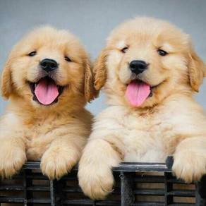 JKL2000 Golden Retriever puppy dogs