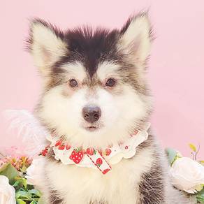 Husky
