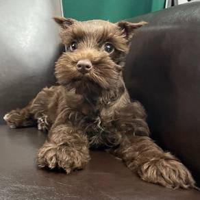 Schnauzer