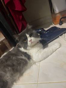 Ragdoll jantann utk dijual, diperlis