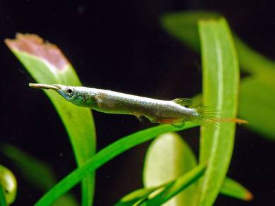 Wrestling Halfbeak