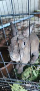 Mini Rex