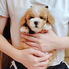Poodle