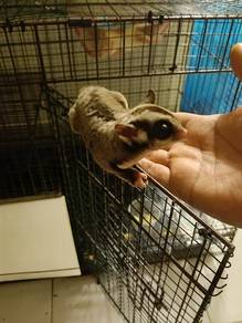sugarglider 
