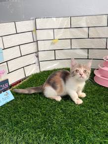 Bsh Munchkin kitten