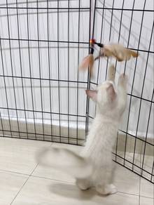 Persian Longhair ColorPoint
