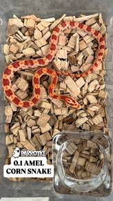 ular corn snake sabah sarawak