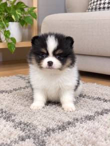 Pomeranian Parti Panda Male Puppy