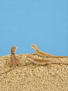 Bearded Dragon Small