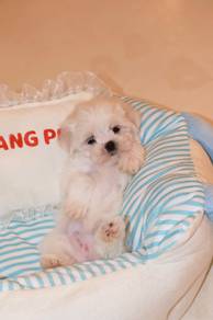 J0718 Maltipoo Small Curly Hair Cute Puppy