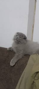 Scottish British kitten