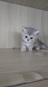 BSH Male