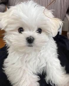 Irresistible Maltese charming gentle friendly litt