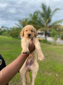 Golden retriever 