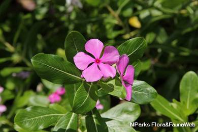 Catharanthus Roseus / Vinca Rosea