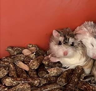 Roborovski Husky Hamster
