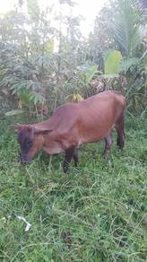 lembu kampung (betina)