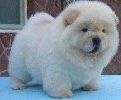 cutie chowchow