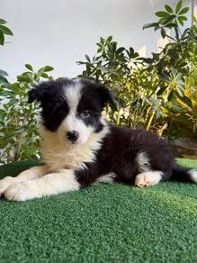 Female Black White BorderCollie with Purebreed