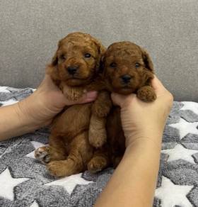 Toy Poodle
