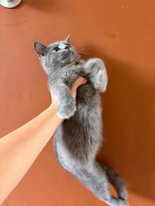 Cat Rehome