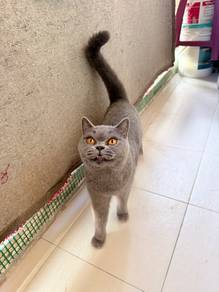 BSH for rehome