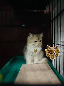 Anak kucing GOLDEN British Long hair KITTEN BSH