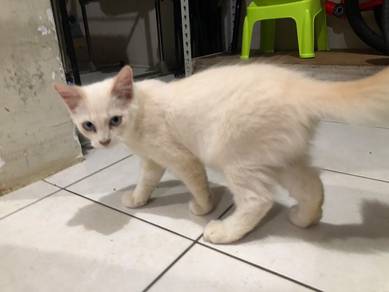 Male Kitten