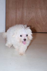 J0666 Maltipoo Beautiful Apricot Coat Baby Puppy