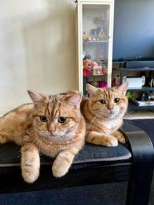 BSH Golden NY22