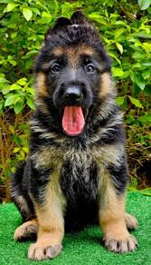 GERMAN SHEPHERD PUPPIES F145 🐻 Good structure