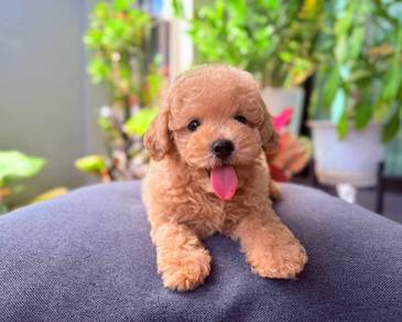 Mini poodle 01