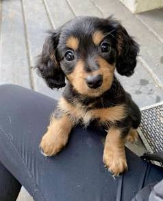 HHHI_BV90012 Mini Dachshund long haired cute pup