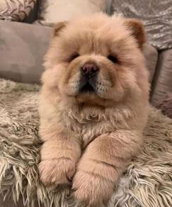 QW200 Chow Chow double coated puppy