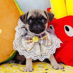 Pug