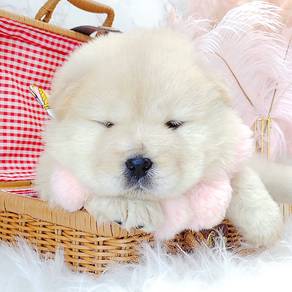 Chow Chow