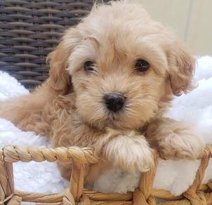 T8923 Heart-stealer Poochon Fluffy Soft Fur Compan