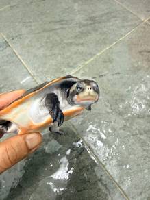 kura kura turtle