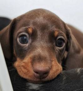 N5874 Tippy-toed Dachshund little paaws and a happ