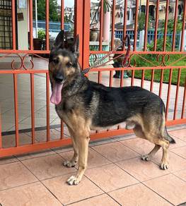 German Shepherd