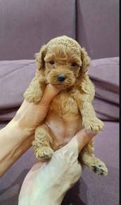 Poodle 