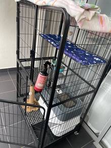 kucing bsh