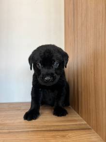 Labrador black colour