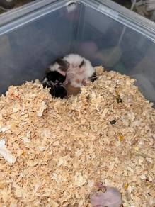 syrian hamster