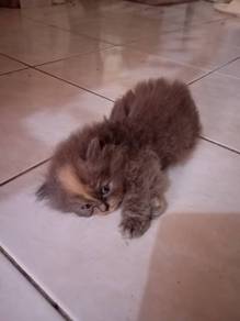 kitten for rehome with fee