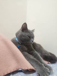BSH British shorthair male