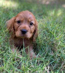 Cocker's Spaniel 04