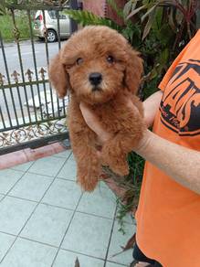 Toy Poodle