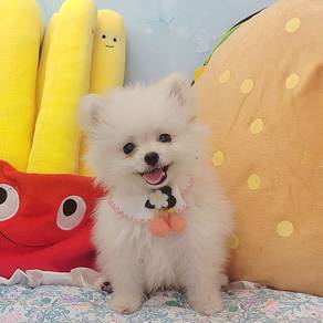 Pomeranian